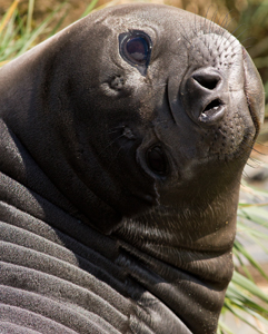 seal